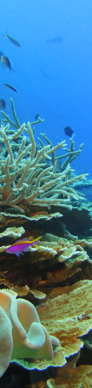Tauchen vor der Haustür im Tufi House Reef